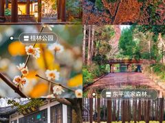 -上海共青森林公园