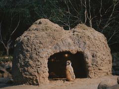 -上海野生动物园