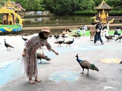 -西双版纳原始森林公园