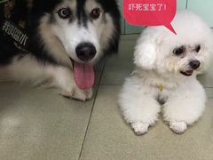 -瑞派动物医院·绝育·犬猫全科·预防医学(光景江南中店)