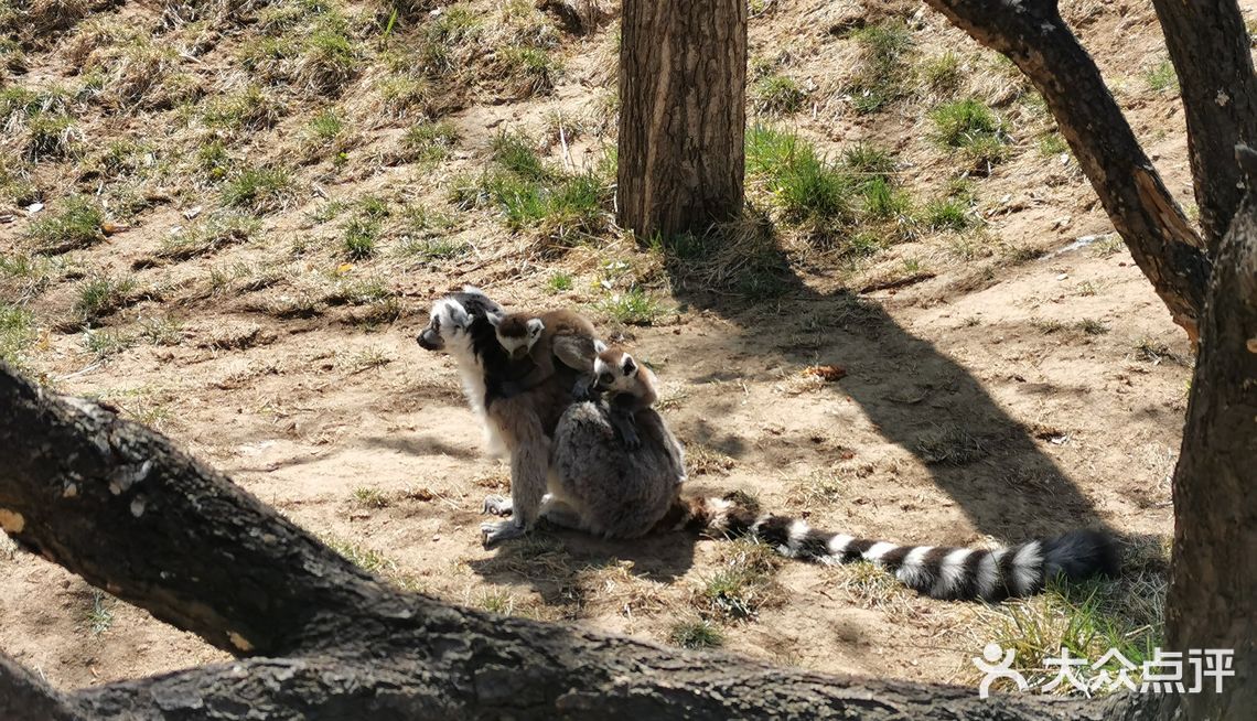 清明假期來到北京野生動物園遊玩,這個也是我們大興很有 - 吃喝玩樂