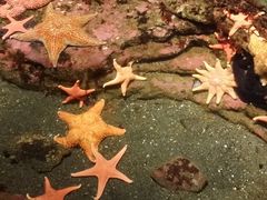 -西雅图水族馆