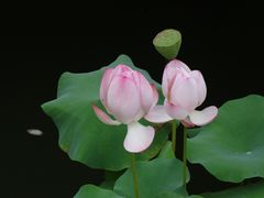 -纪念孙中山市政公园