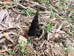 -宁波浙东大竹海景区