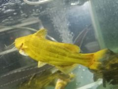 -秋语木桶鱼.酸菜鱼(开发区火车站店)