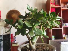 -乙丙丁正宗昭通天麻火腿鸡(总店)