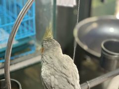 -青石桥花鸟鱼虫市场(叠翠城店)