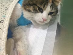 -米苏动物医院·犬猫专科·骨科外科内窥镜