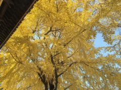 -上海青龙寺