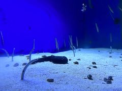 -江和美海洋公园