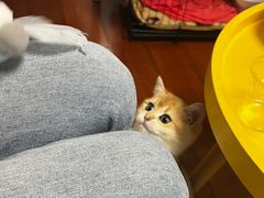 -喵zoo家庭繁育猫舍(尖东智能花园店)