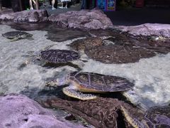-郑州海洋馆