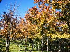 -永定河休闲森林公园