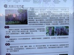 -嘉定紫藤园