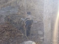 -北京鹫峰国家森林公园