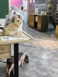 -神奇动物撸宠馆·羊驼·小浣熊·异宠(豫园店)