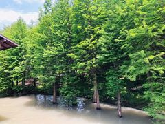 -溱湖国家湿地公园