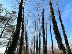 -合肥滨湖国家森林公园