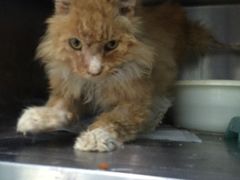 -纳吉亚猫专科动物医院博雅分院