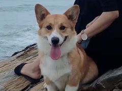 -宠福鑫康馨动物医院·骨科·眼科