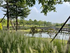-王借岗森林公园