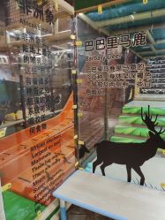 -卡通尼·Safari非洲探索乐园·生日会(金桥国际商业广场店)