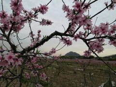 -桃花岛景观公园