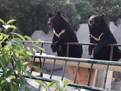 -东方熊牧场