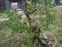 -木子山庄·安徽省老字号·中国炖锅宴