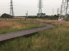-王借岗森林公园