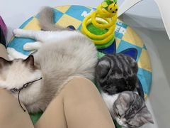 -糯米喵星人·撸猫猫舍咖啡馆(西市场嘉华店)