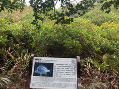 -大亚湾红树林城市湿地公园