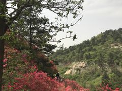 -木兰云雾山