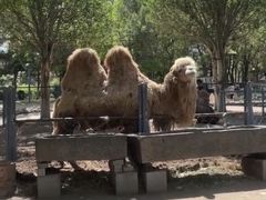 -长白岛森林公园