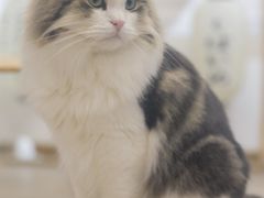 -柴迷FANS CLUB·柴犬狗咖·猫咖
