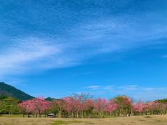 -风云岭森林公园