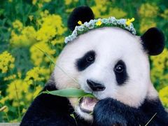 -羲和雅苑•北京烤鸭(国贸商城店)