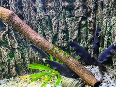 -上海海洋水族馆