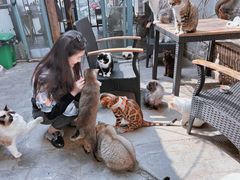 -喵屿·大理花园猫咖