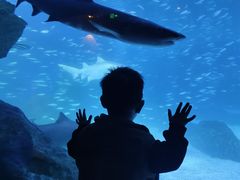 -海合安成都极地海洋公园