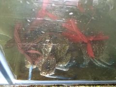-罗源湾8号渔排