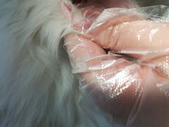 -瑞派福兴宠物医院犬猫全科·骨科·中西医结合(河东店)