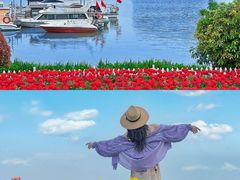 -荷兰花海
