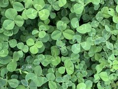 -昆山城市生态森林公园