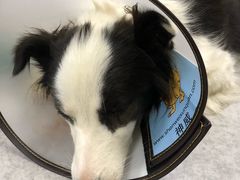 -喜多萌中农锦绣动物医院24H·猫科·牙科MRI·CT