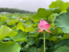 -嘉北郊野公园