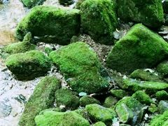 -牛背梁国家森林公园