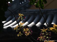 -龙华寺