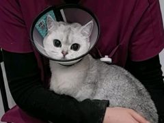 -艾贝尔宠物医院·24H转诊中心·肿瘤猫专科(江宁双龙店)