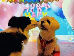 -百好乐宠物友好餐厅(朝外大街店)